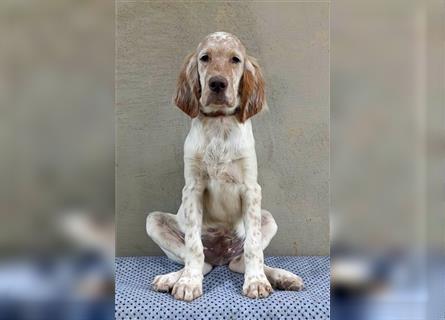 English setter Welperüde