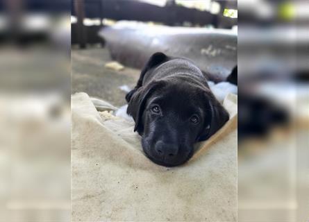 Labrador Welpen reinrassig in schwarz