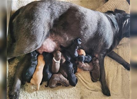 Labrador Welpen reinrassig in schwarz