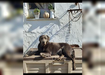 Labrador Welpen reinrassig in schwarz