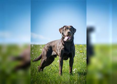 Labrador Welpen reinrassig in schwarz