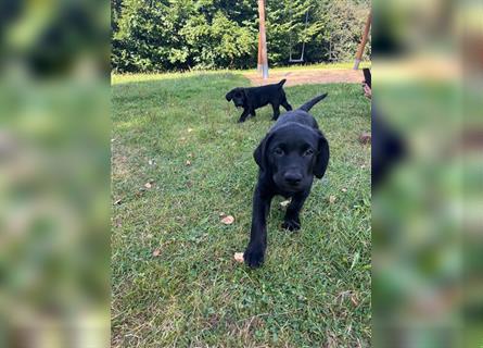 Labrador Welpen reinrassig in schwarz