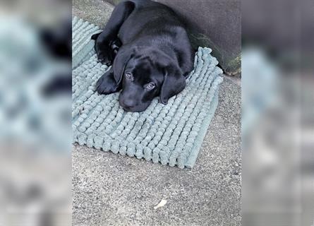 Labrador Welpen reinrassig in schwarz