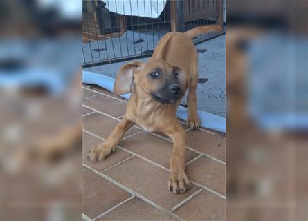 Nur noch ein Mädchen: Rhodesian Ridgeback Welpen