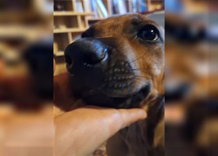 Nur noch ein Mädchen: Rhodesian Ridgeback Welpen