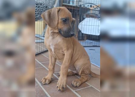 Nur noch ein Mädchen: Rhodesian Ridgeback Welpen