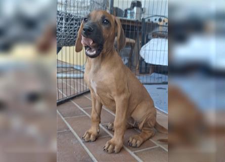 Nur noch ein Mädchen: Rhodesian Ridgeback Welpen