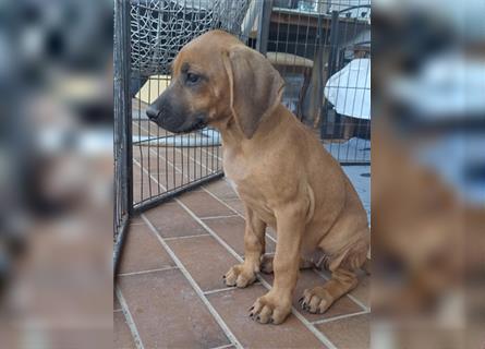 Nur noch ein Mädchen: Rhodesian Ridgeback Welpen