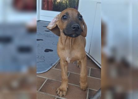 Nur noch ein Mädchen: Rhodesian Ridgeback Welpen