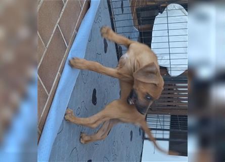 Nur noch ein Mädchen: Rhodesian Ridgeback Welpen