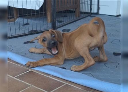 Nur noch ein Mädchen: Rhodesian Ridgeback Welpen