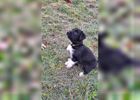 Border Collie Husky mix welpe