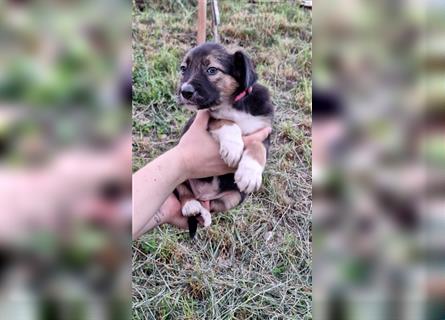 Border Collie Husky mix welpe