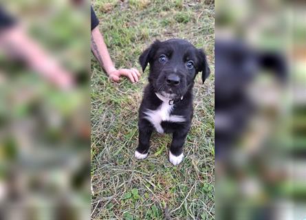 Border Collie Husky mix welpe