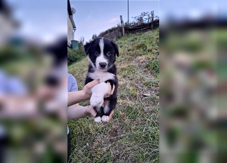 Border Collie Husky mix welpe