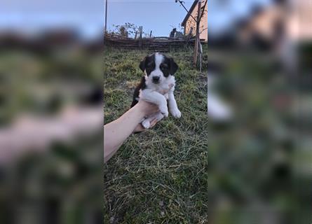 Border Collie Husky mix welpe