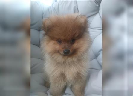 Pomeranian Boo Zwergspitz