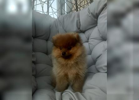 Pomeranian Boo Zwergspitz