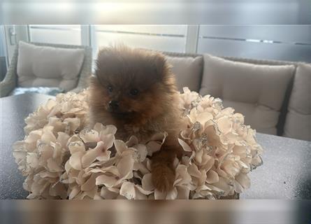 Pomeranian Boo Zwergspitz