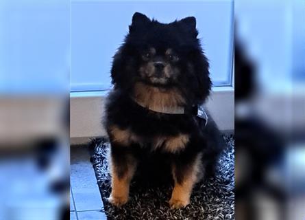 Pomeranian Boo Zwergspitz