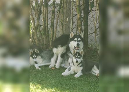 Black & White Siberian Husky Welpen