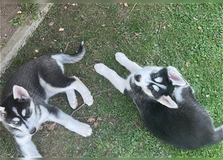 Black & White Siberian Husky Welpen