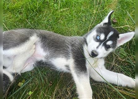 Black & White Siberian Husky Welpen