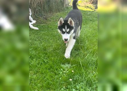 Black & White Siberian Husky Welpen