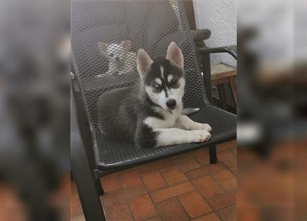 Black & White Siberian Husky Welpen