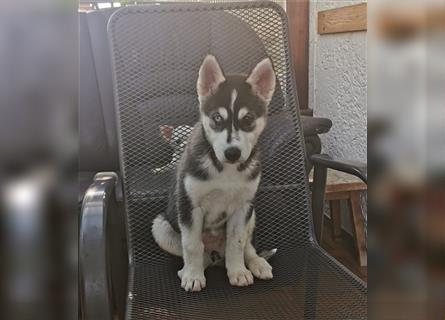 Black & White Siberian Husky Welpen