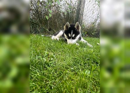 Black & White Siberian Husky Welpen