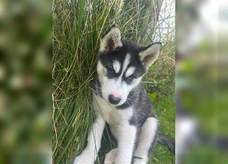 Black & White Siberian Husky Welpen