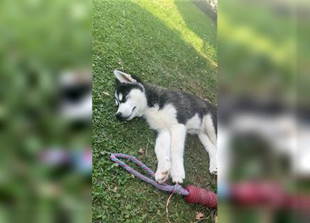 Black & White Siberian Husky Welpen