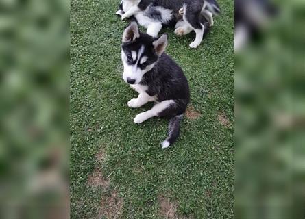 Black & White Siberian Husky Welpen