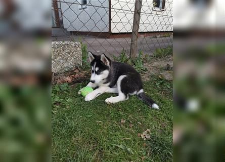 Black & White Siberian Husky Welpen