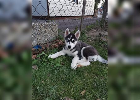 Black & White Siberian Husky Welpen