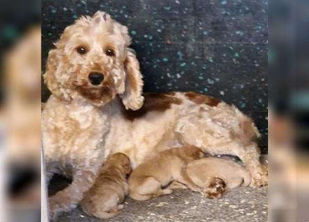 Goldendoodle F1b in Medium