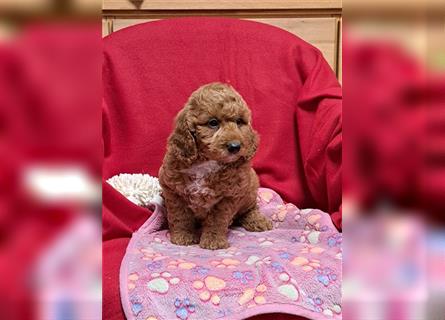 Goldendoodle F1b in Medium