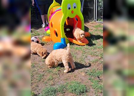 Goldendoodle F1b in Medium