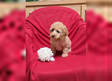 Goldendoodle F1b in Medium