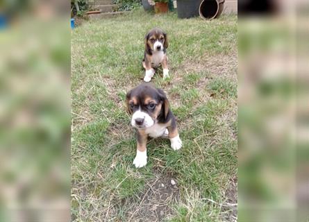 Reinrassige  zuckersüße Beaglewelpen