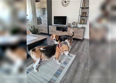 Reinrassige  zuckersüße Beaglewelpen