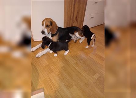 Reinrassige  zuckersüße Beaglewelpen