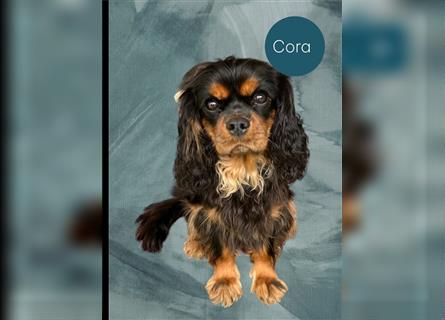 Cavapoo Welpen am 12.09. geboren