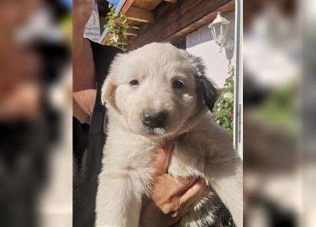 Welpen Mix aus Border Collie und Australian Shepherd