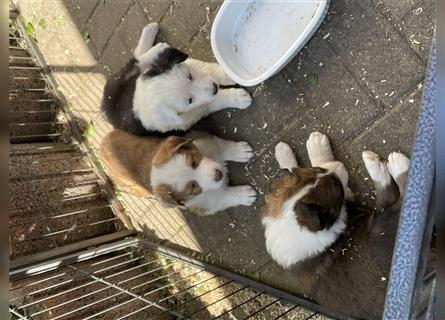 Welpen Mix aus Border Collie und Australian Shepherd