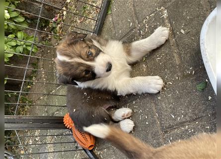 Welpen Mix aus Border Collie und Australian Shepherd