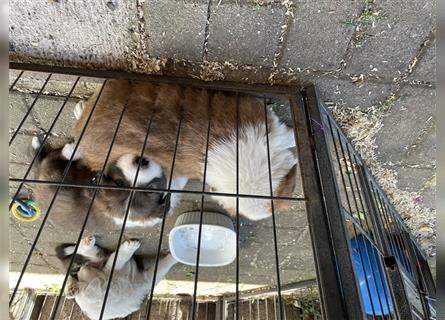 Welpen Mix aus Border Collie und Australian Shepherd