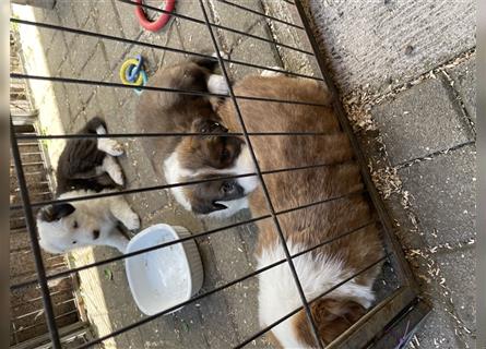 Welpen Mix aus Border Collie und Australian Shepherd