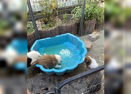 Welpen Mix aus Border Collie und Australian Shepherd